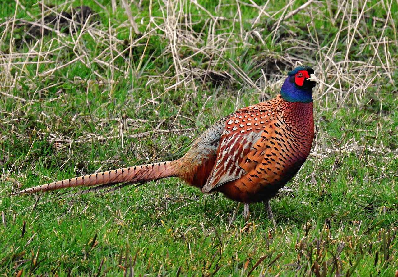 Common Pheasant