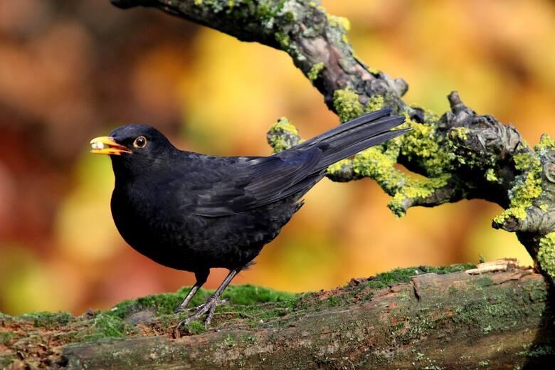 Common Blackbird