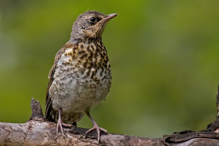 Fieldfare