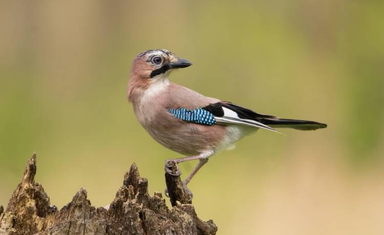 Eurasian Jay