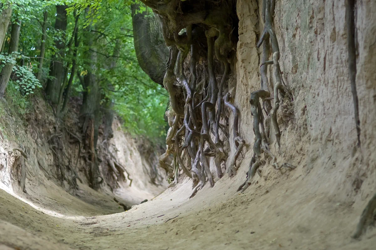 Wąwóz Korzeniowy Dół